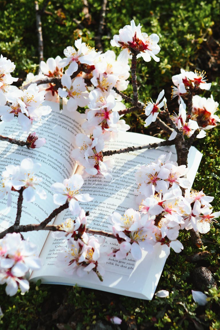 An open book transforming into a tree, symbolizing growth from knowledge and ongoing learning.